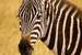 Current Image: Common Zebra