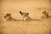 These lions had their fill of an unlucky zebra