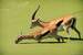 Thomsons Gazelle testing the algae-filled waters