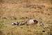 Previous Image: Skeletal remains of a Cape Buffalo