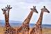 Next Image: A small herd of giraffe