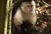 Next Image: Angry white faced monkey