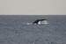 Previous Image: Tail of Humpback whale