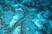 Next Image: Yellowmargin Moray Eel