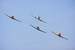 Next Image: North American T-6 Texans in formation