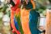 Next Image: Macaw Parrots