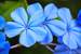 Previous Image: Blue Flax