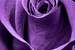 Next Image: Violet Rose