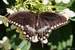 Previous Image: Spicebush Swallowtail Butterfly