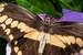 Previous Image: Giant Swallowtail Butterfly