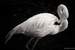 Next Image: Black and White Flamingo