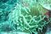 Previous Image: Sea Anemone