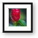 Red tropical plant Framed Print