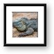 Blue Iguana - Queen Elizabeth II Botanic Park Framed Print
