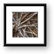 Uprooted Tree Framed Print