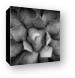 Agave Black And White Abstract Canvas Print