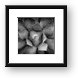 Agave Black And White Abstract Framed Print