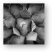 Agave Black And White Abstract Metal Print