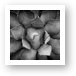 Agave Black And White Abstract Art Print