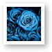Moody Blue Rose Bouquet Art Print