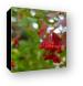 Viburnum Opulus - European Cranberrybush Canvas Print