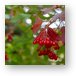 Viburnum Opulus - European Cranberrybush Metal Print