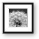 Dandelion Seed Pod Macro Framed Print