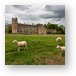 Sheep on Lacock Abbey Grounds Metal Print