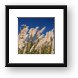 Pampas Grass Framed Print