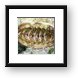 Chiton Mollusk Framed Print