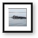 Gray Whale Framed Print