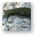 Dying Lion of Luzern Metal Print