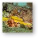 Corals on The River Taw Metal Print