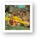 Corals on The River Taw Art Print
