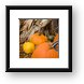 Pumpkins Framed Print