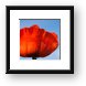 Red Poppy Framed Print