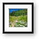 Wildflowers along Burro Pass Trail Framed Print
