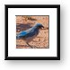 Desert Blue Jay Framed Print