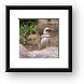Galapagos penguin Framed Print