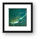 Some kind of huge catfish Framed Print