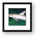 Hammerhead shark Framed Print