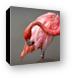 A Flamingo cleaning itself Canvas Print