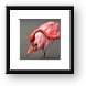 A Flamingo cleaning itself Framed Print