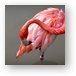 A Flamingo cleaning itself Metal Print