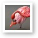 A Flamingo cleaning itself Art Print