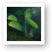 Medusa head of moray eels Art Print