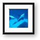 Killer Whales playing Framed Print