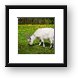 Goat Framed Print