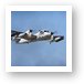 Grumman RV-1D Mohawk (Army reconaisance aircraft) Art Print