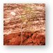 Tree clinging to the rock Metal Print